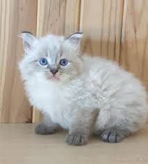 The neva masquerade cat is a pointed variety of the siberian cat, meaning it has points of color on the face and paws. Machito Siberiano Neva Masquerade Seal Tabby Point Reservado Gatos Siberianos Y Kurilian Bobtail En Espana Gran Siberia Es Facebook