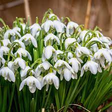 Double Snowdrop Bulbs Galanthus Nivalis Flore Pleno Woodland Bulbs