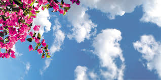 Next, began tightening the screws, alternating between the three so. Bougainvillea Printedlightdiffusers Com