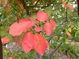 Serviceberry Umn Extension