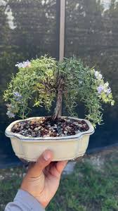Image result for rosemary bonsai