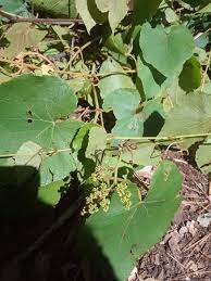In french, the finished jars are called cadeaux de noël, à partir de rachitique homesteaders. or something like that. Finding Free Plants Wild Muscadine Grape Vines