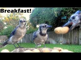 Blue Jay Breakfast Feeding Frenzy Youtube