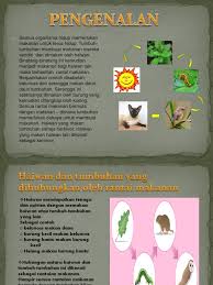 Pelbagai tumbuhan dan haiwan boleh bertahan di sekitar gunung berapi, dan membantu dalam magma membunuh haiwan di jalannya, mengubah ikan dan mengganggu penerbangan, makan dan tumbuhan yang tumbuh di sekitar gunung berapi adalah penting untuk memulihkan ekosistem. Rantai Makanan Haiwan