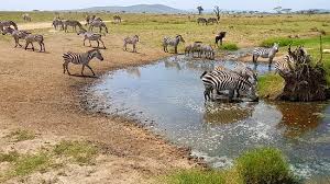 Your african animals watering hole stock images are ready. Serengeti Watering Hole Picture Of Mega Adventures Moshi Tripadvisor