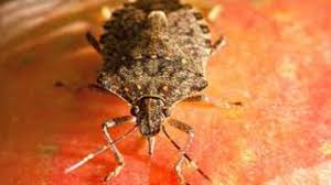 From apples to peaches and plums to lemons, fruit trees can be susceptible to a variety of insect pests that can reduce the quality of the fruit produced and the health of the overall tree. Tree Fruit Insects Usu