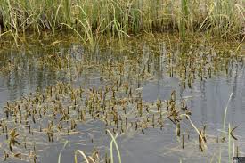 Image result for Potamogeton schweinfurthii