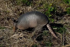 Routinely foraging for insects and grubs, armadillos quickly and efficiently move about a lawn in search of their food. Nine Banded Armadillo Wikipedia