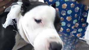 pitbull kulak kesimi sonrasi cektigi aci youtube