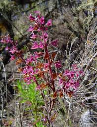 Image result for Plectranthus chimanimanensis