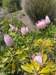 Image result for Protea enervis