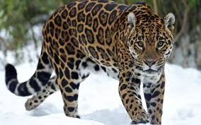 The Jaguar Is A Big Cat A Feline In The Panthera Genus And Is The Only Extant Panthera Species The Jaguar Is The Third Jaguar Animal Jaguar Pictures Animals
