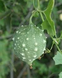 Image result for Momordica cardiospermoides