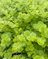 Image result for Lysimachia djalonis