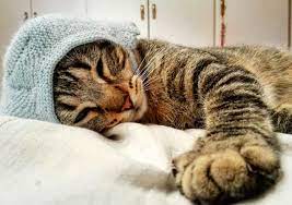 Good Night Reddit Good Night Cat Cats Animals