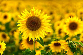 Ukrainian company is in a position to supply wood pellets and sunflower husk pellets on terms of exw to europe.we are opne to every business offer. Home Gg Trade