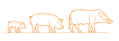 Submit your clip, if chosen, get paid! Pigs Suidae Dimensions Drawings Dimensions Com