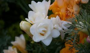 Check spelling or type a new query. Bulbs Tips From The Experts
