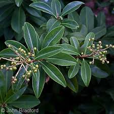 Image result for Ardisia staudtii