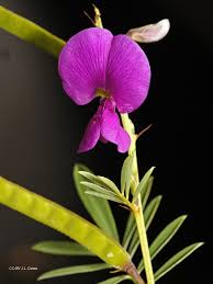 Image result for Tephrosia dasyphylla