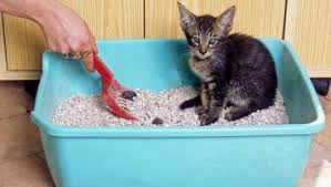 Bagi yang masih belum tahu tentang kucing bernama anggora itu seperti apa. Perawatan Untuk Anak Kucing Kitten Wajib Baca