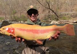 32 rainbow trout full mount. Trout Photo Contest Celebrates Big Fish And The Anglers Who Catch Them Pittsburgh Post Gazette