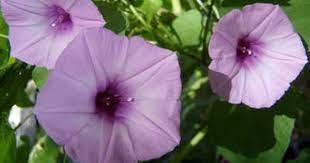 Baguio S Wild Morning Glory Climbing Vine Climbing Flowers Morning Glory Flowers Morning Glory