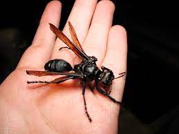 I love bees flying around second of hives thats. Absurd Creature Of The Week If This Wasp Stings You Just Lie Down And Start Screaming Wired