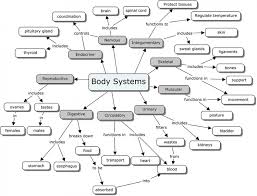 the human body systems on tildee how to and step by step