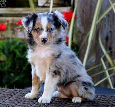 Although they're a relatively new breed, their keen intelligence and affectionate nature have made them a new favorite. Toy Australian Shepherd Puppies For Sale Greenfield Puppies