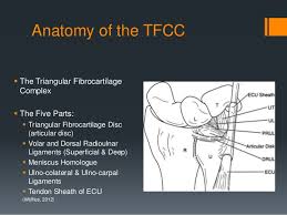 The tfcc is a blend of several different tissues that stabilize the wrist. The Distal Radioulnar Joint And Tfcc