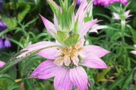 Suffulta is a low growing (6 to 18 inches) spreding prickly shrub. Five Native Plants To Grow In Your Home Garden Field Museum