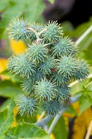 Image result for Ricinus communis
