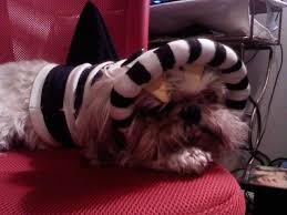 Remember the giant sandworm from 'beetlejuice'? Dog Sandworm Costume Dogs Puppy Costume Costumes