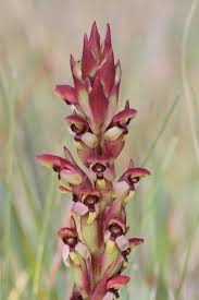 Image result for Disa brevicornis