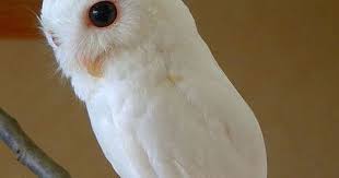 The goals of this lecture are to review the genetic essentials, features of manifestation and patterns of inheritance of hereditary diseases in man. A Z List Of 125 Rare Albino Animals Pics Rare Albino Animals Albino Animals Albino