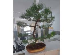 Here you can find best solution for bonsai plants they offer you bonsai plants at economical rate. Hyderabad 21 Year Old Man Arrested For Stealing Rare Bonsai Plant From Retired Ips Officer S House