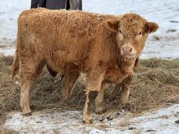 British white bull! Just turned a year old. Can be registered. Halter  broke, shown all summer & real sweet! Derry, NH