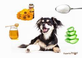 Remedios Caseros Para Cicatrizar Heridas En Perros Efectivos Y Naturales