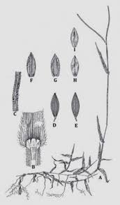 Image result for Digitaria longiflora
