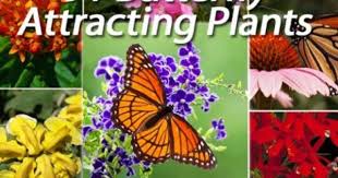 91 Butterfly Attracting Plants Butterfly Plants Blooming Plants Butterfly Garden