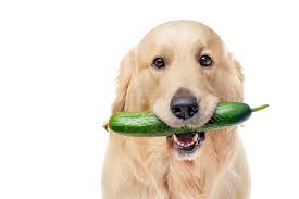 De 7 Beste Groenten Voor Jouw Hond Brindle Blog