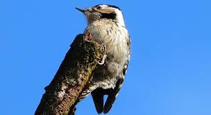 De bekendste is de officiële rode lijst van nederlandse broedvogels. Vogels Dichtbij Kleine Bonte Specht Ivn