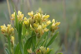 Image result for Pearsonia mesopontica