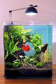 Betta fish tanks come in various shapes and sizes. Aquascape Zone Information Aquascape For Betta Fish
