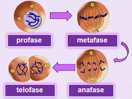 2 1 dan 6 eprotein dapat dihasilkan oleh organel. Pembelahan Sel Dengan Mitosis Kelas Pintar