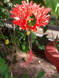 Image result for Hibiscus schizopetalus