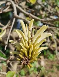 Image result for Erianthemum virescens