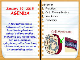 We did not find results for: 1 29 15 Starter 1 20 Cell Theory Notes Practice 1 Animal 2 Plant Explain How These Two Cells Are Different Exit Summarize The Main Topics Ppt Download