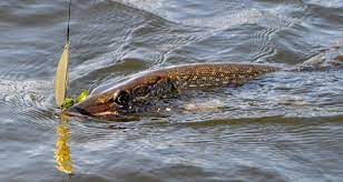 Check spelling or type a new query. Featured Lure Johnson Silver Minnow On The Water